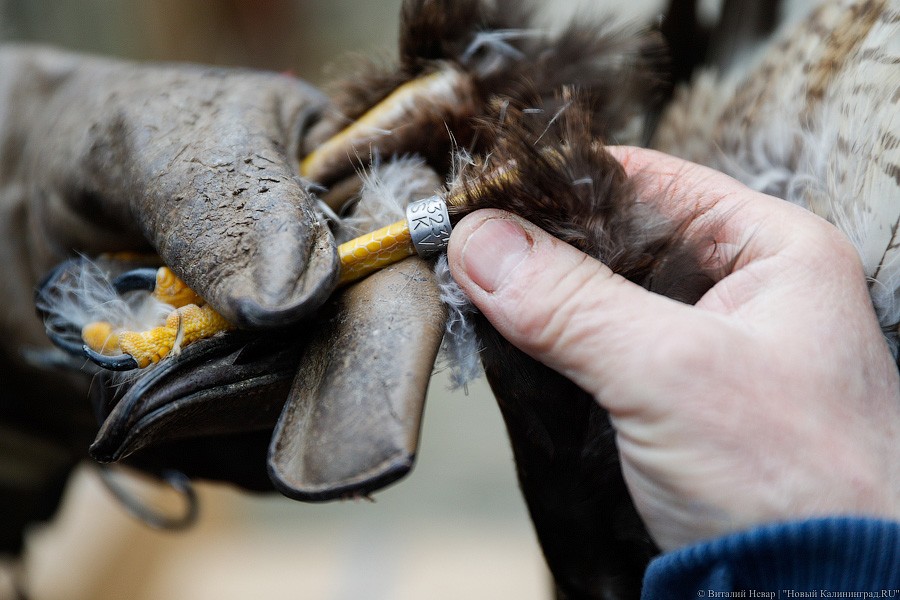 Пятеро местных и один залетный: на Куршской косе выпустили на волю канюков (фото)