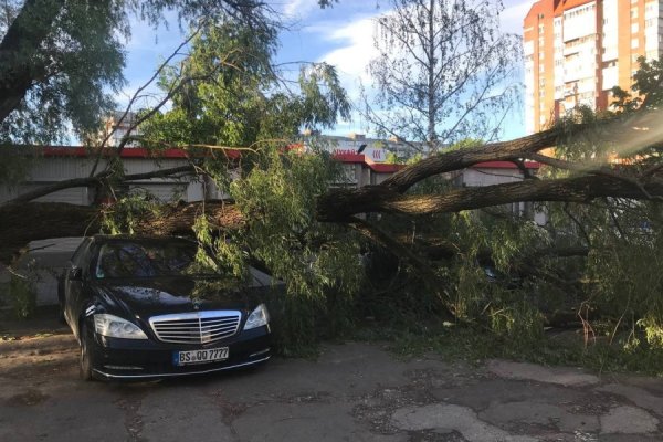 На ул. Буткова в Калининграде на машину упало дерево (фото)