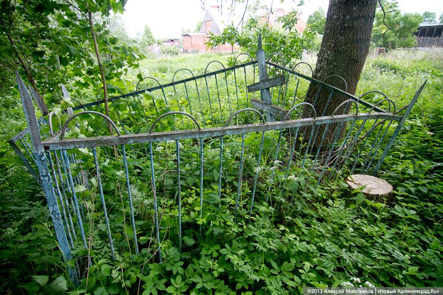 Забытые могилы: кирха и кладбище в поселке Тишино зарастают деревьями