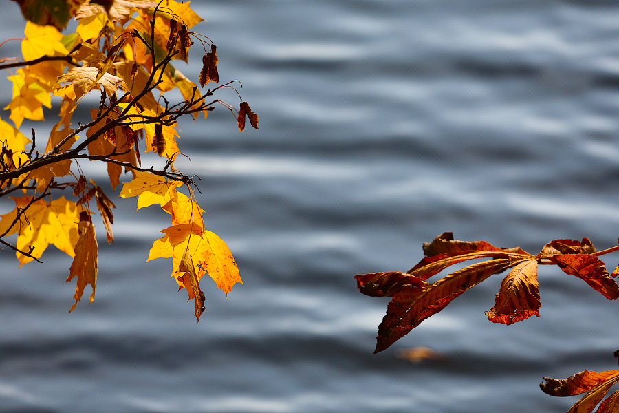 Время тыквы: как в Калининграде проходит необычная осень (фото)