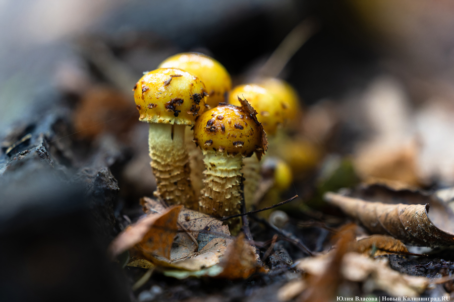 Они пошли: фоторепортаж с открытия «тихой охоты» в Калининградской области (фото)