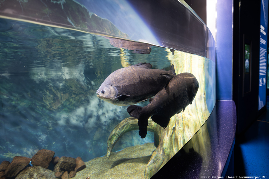 Музей-корабль, музей-планета: экскурсия по корпусу-шару «Планета Океан»