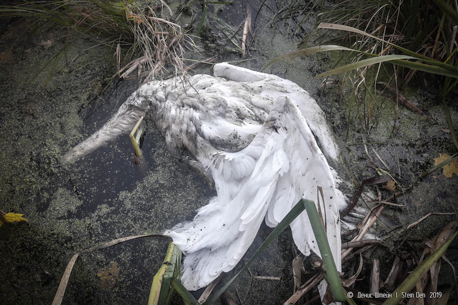 После убийства лебедей в Калининградской области полиция начала проверку
