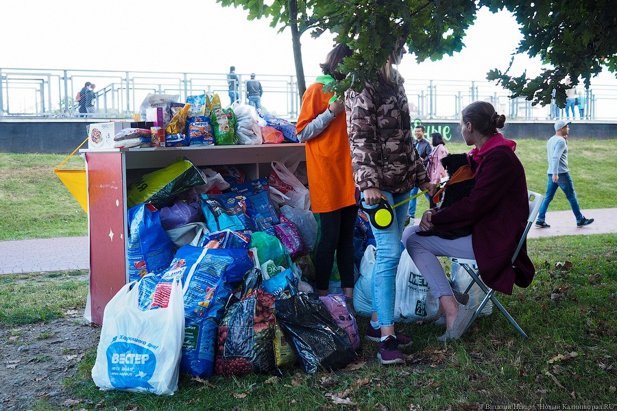 Подари мне дом: на Верхнем озере организовали выставку бездомных животных