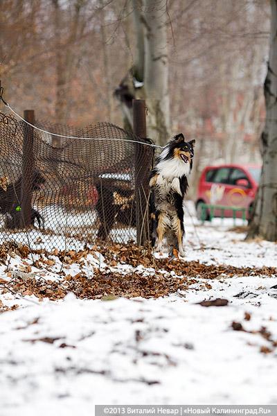 «Праздник для собак»: фоторепортаж из Ботанического сада