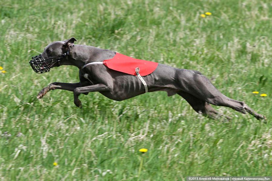 «На новом уровне»: соревнования по курсингу среди борзых собак