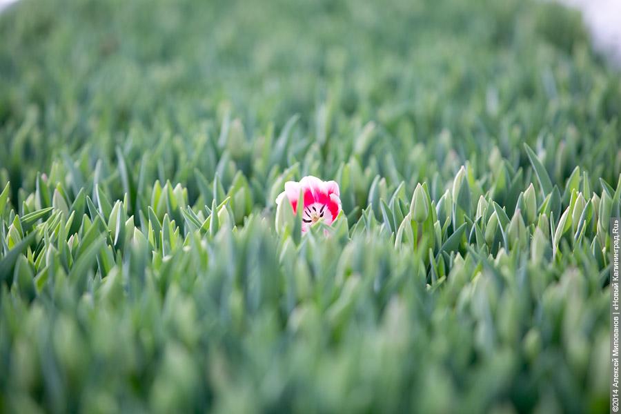 Букет к празднику: в Калинково вырастили 6 миллионов тюльпанов