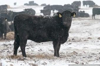 Поголовье скота мясных пород в Калининградской области за 3 года выросло в 162 раза