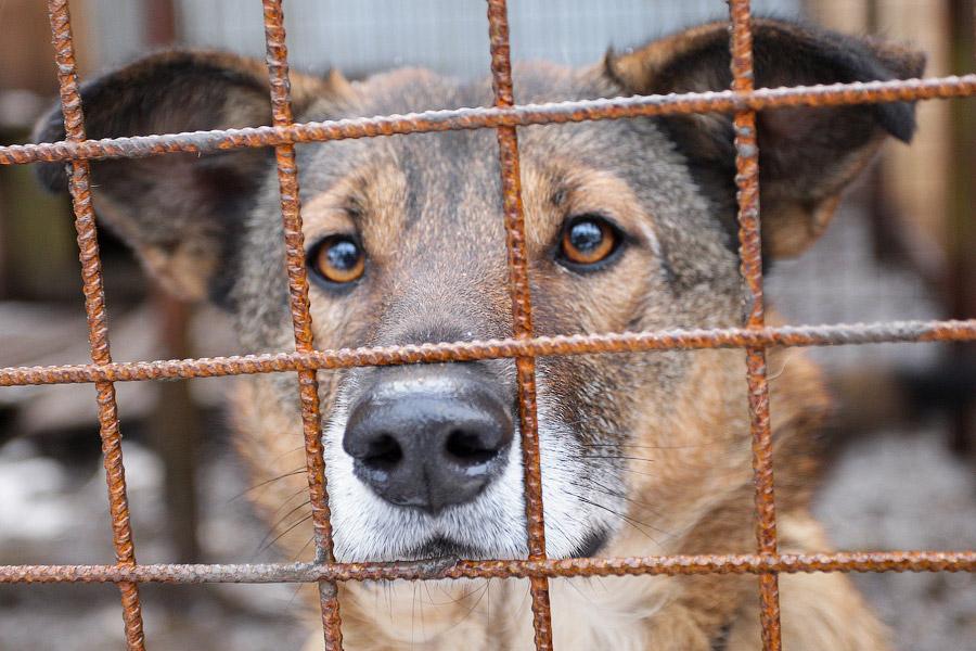 «Некуда девать»: как выглядит изнутри приют для бездомных животных