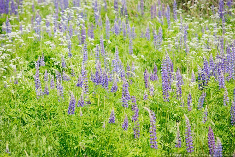 Лето цвета ультрафиолета: как люпины красят калининградские поля (фото)