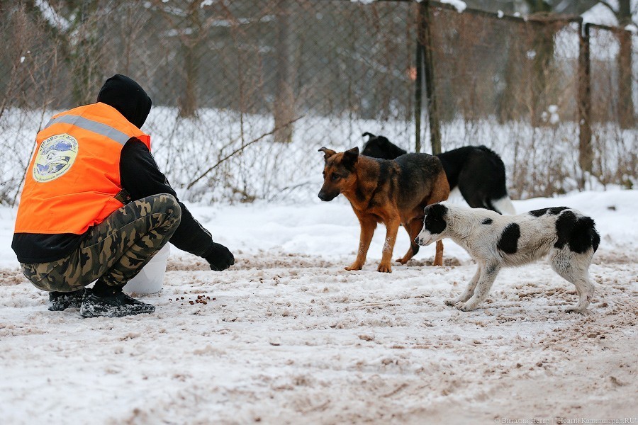 Министр о стаях бездомных собак в Калининграде: апокалипсиса нет