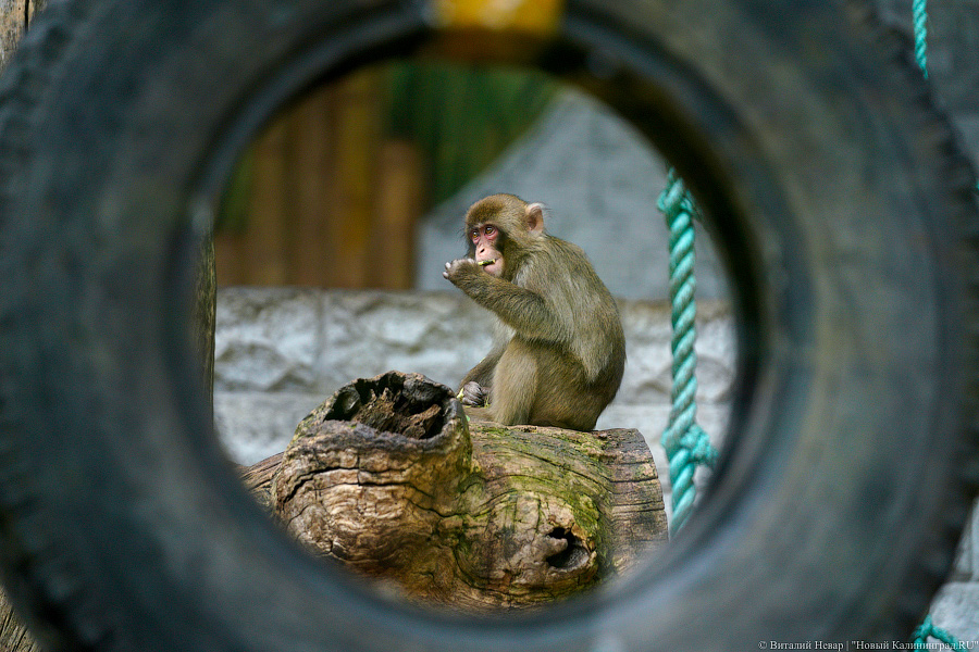 Вот компания какая: Калининградский зоопарк открыл все павильоны для посетителей