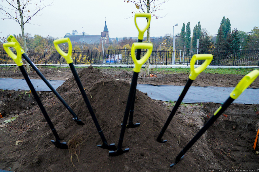 «Платанические» отношения: чиновники и бизнесмены посадили аллею у Дома Советов (фото)