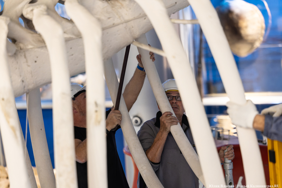 Первый «обитатель» «Планеты Океан»: скелет кашалота переезжает из «Глубины» (фото)