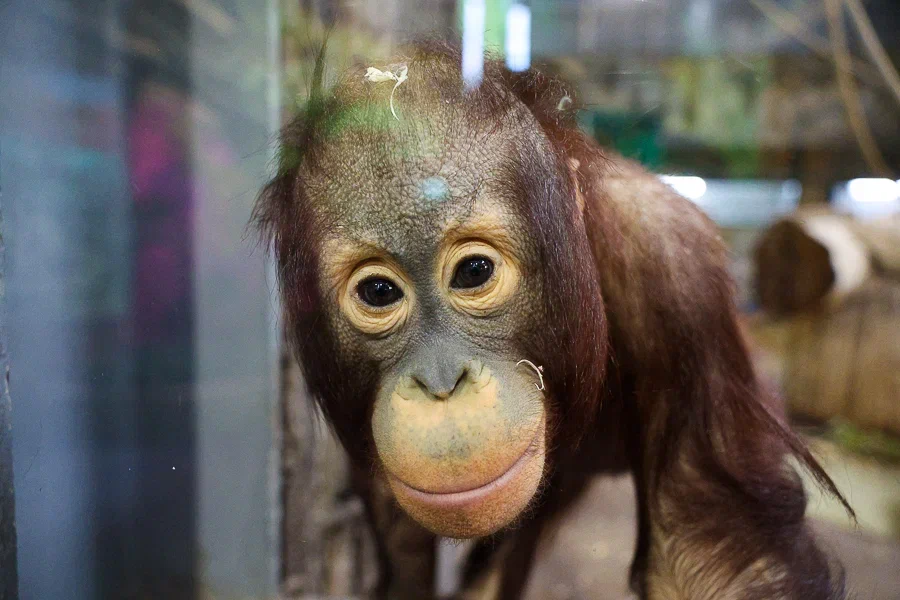 Фото: «Новый Калининград»