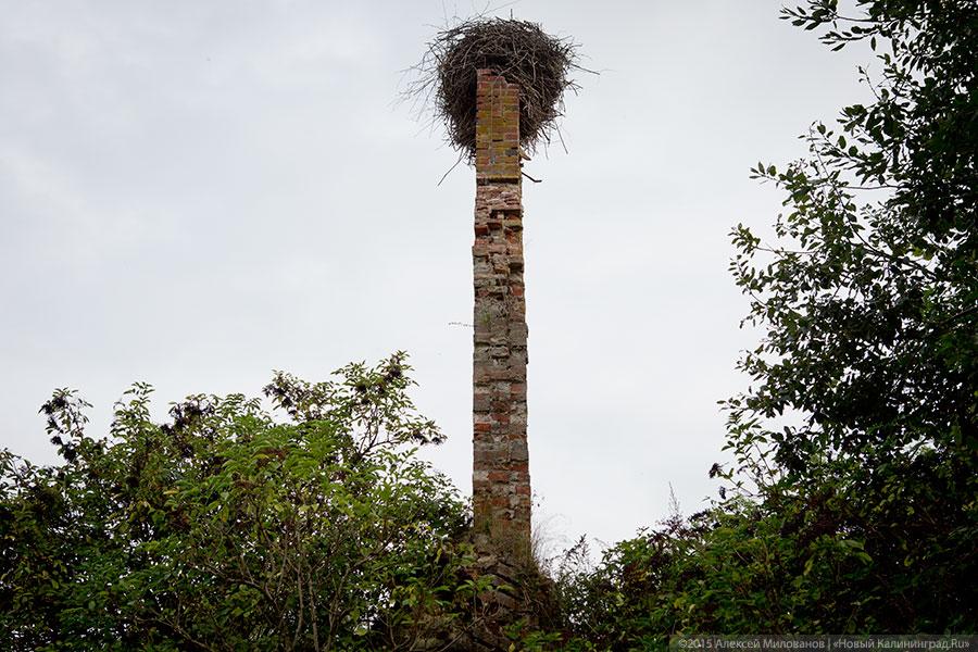 Исчезая в зелени: руины кирхи XIV века в поселке Яблоневка Гурьевского района