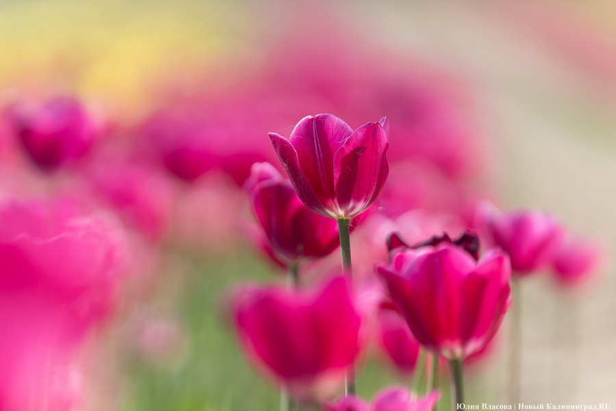 В Калинково открыли для посетителей тюльпановое поле (фото)