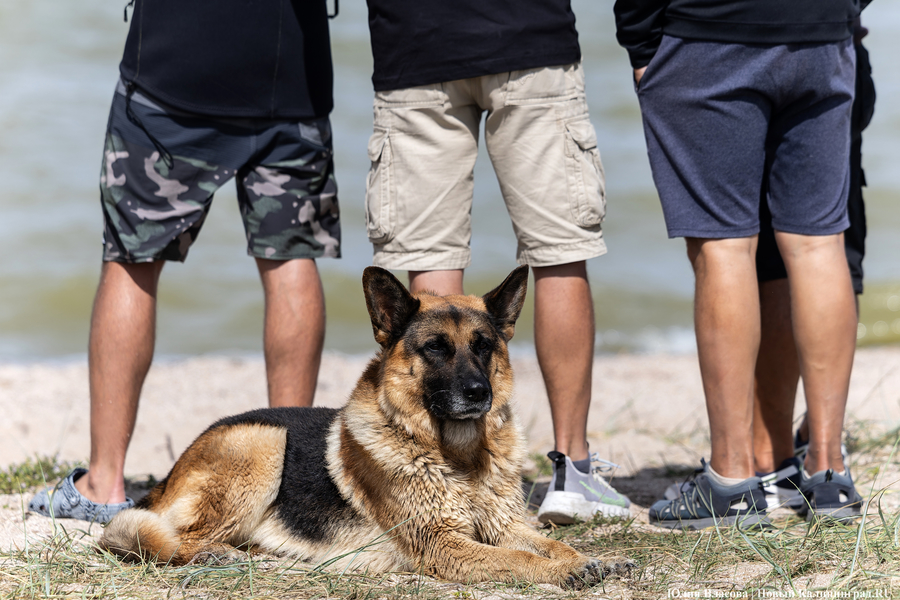 По воде против ветра: на Куршском заливе соревновались под кайтом и с крылом (фото)