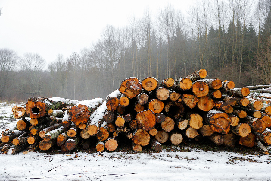 Кто рубит Виштынецкий лес: что известно о ситуации в Роминтенской пуще
