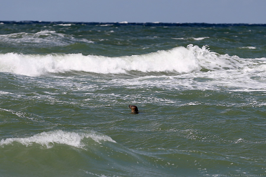 Власти Зеленоградска: пьяный калининградец уплыл от берега на километр