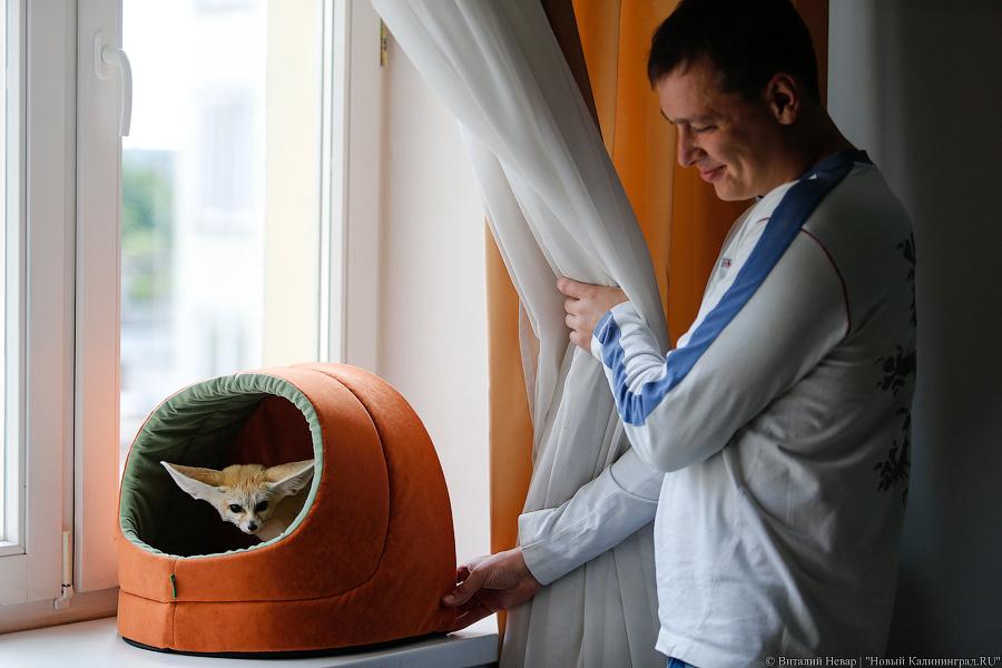 Длинноухое фыр-фыр-фыр: пара фенеков поселилась в Калининграде