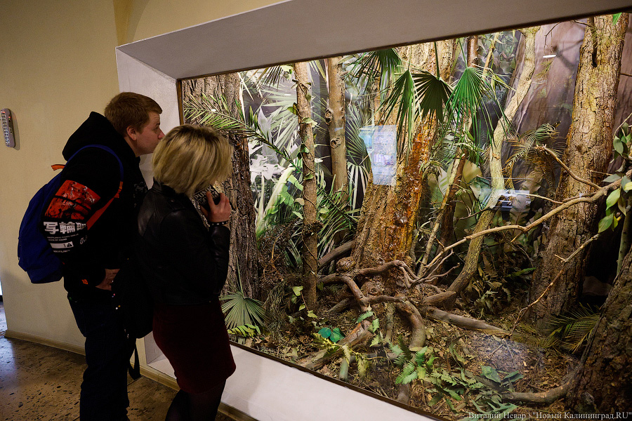 Жить стало веселее: как изменилась Музейная ночь в Калининграде (фото)