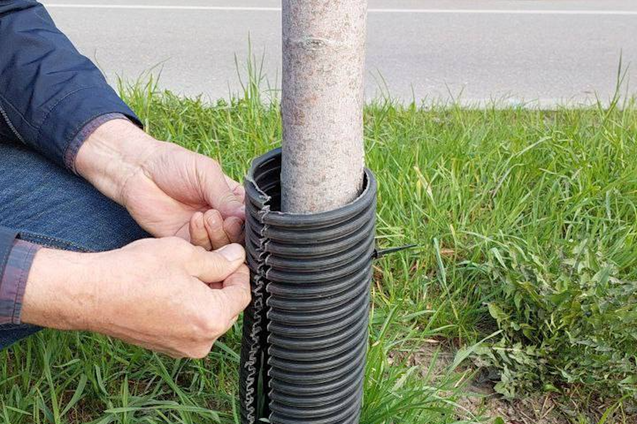 На 18 улицах Калининграда начались работы по защите деревьев от косарей