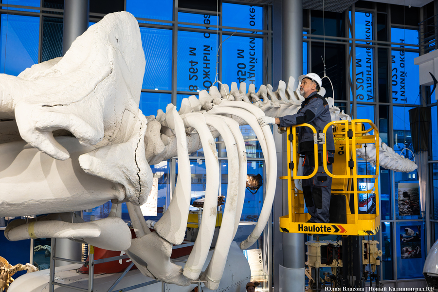 Первый «обитатель» «Планеты Океан»: скелет кашалота переезжает из «Глубины» (фото)