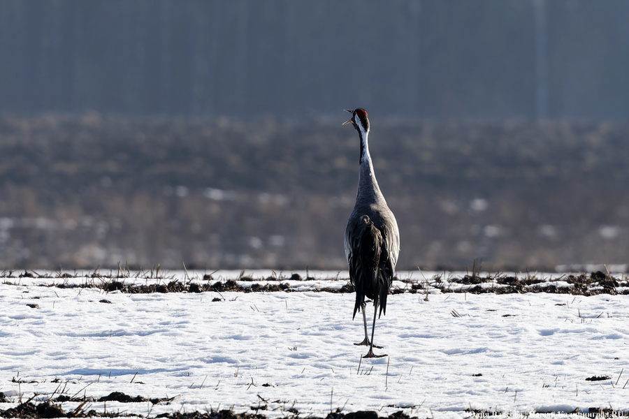 Мартовский «курлык»: в Калининградскую область вернулись журавли (фото)