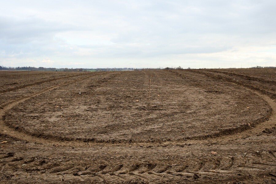 Синоптики: теплая зима в Калининградской области грозит гибелью растениям