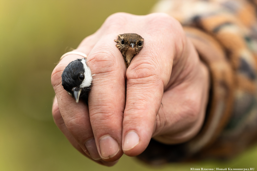 Директор биостанции «Рыбачий»: реализуемый на косе инвестпроект станет «стеной смерти»