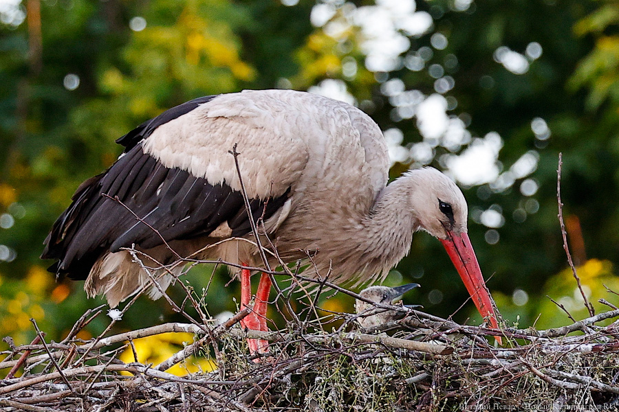 Музыкальное приношение: концерт в руинах кирхи Святого Якоба в фотографиях (фото)