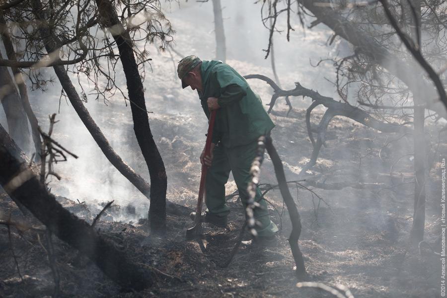 Когда рассеялся дым: после локализации лесного пожара на Куршской косе (фото)
