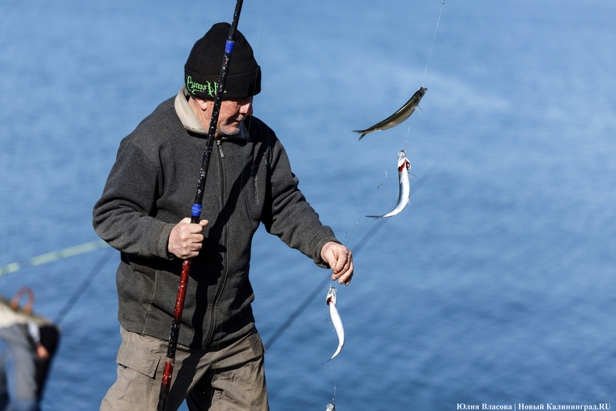 По несколько рыбин за раз: в Балтийске начался массовый лов салаки