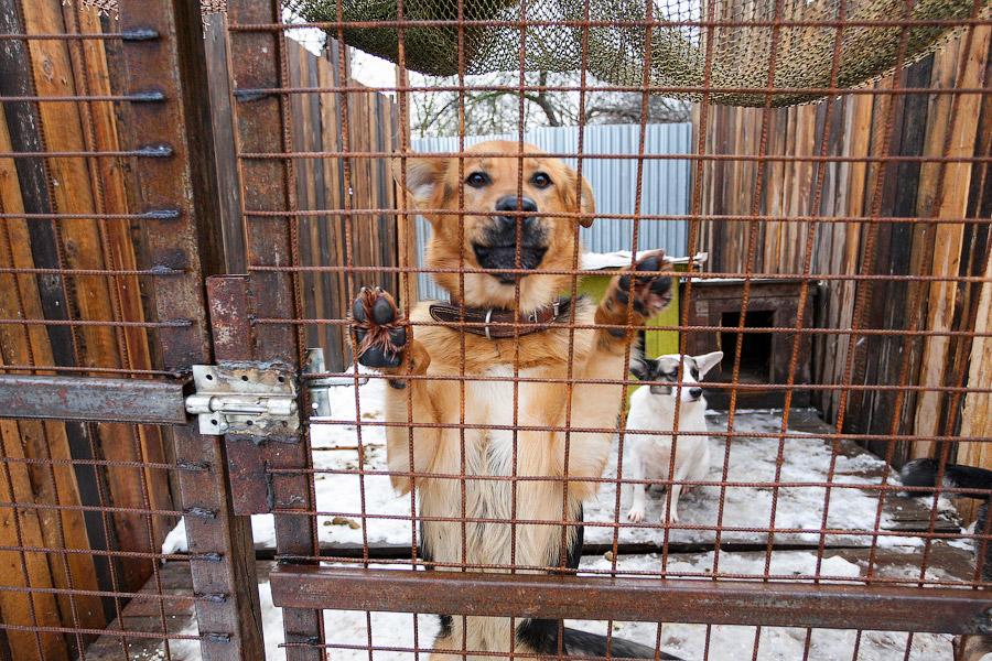 «Некуда девать»: как выглядит изнутри приют для бездомных животных