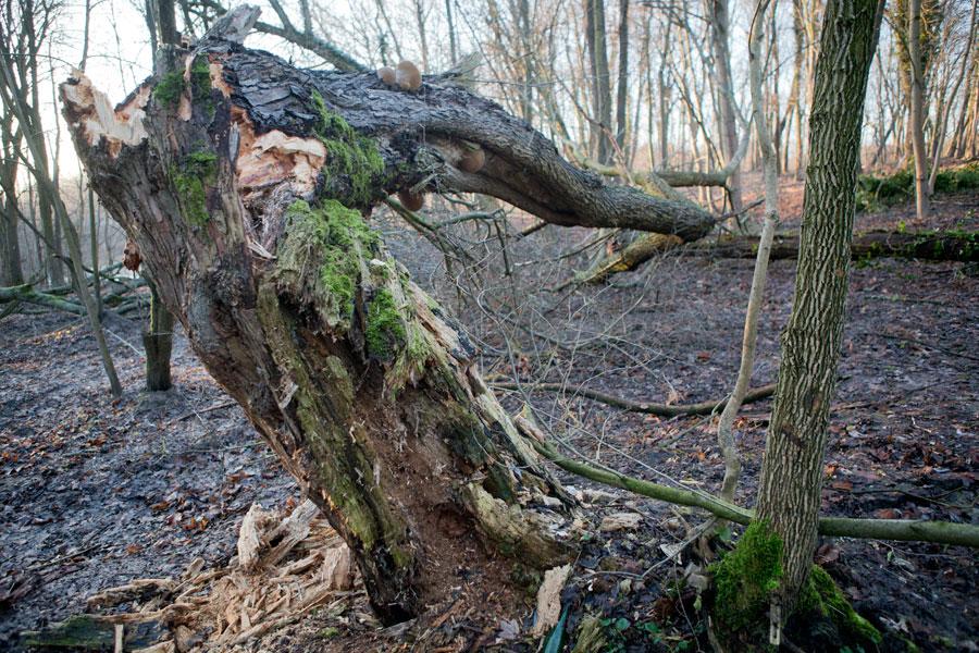 Кладбищенские истории: что происходит с лесопарком на Донского