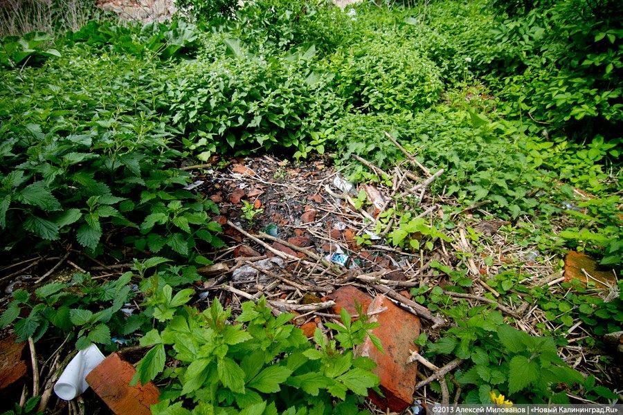 Навоз и куры: кирха 14-го века в поселке Каштаново стала пастбищем для скота