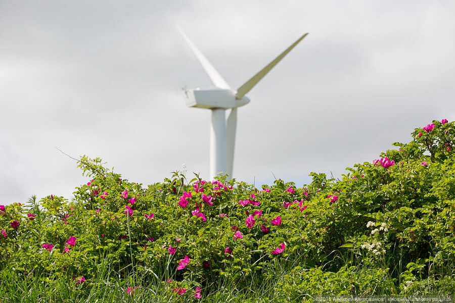 Рост мощности возобновляемых источников энергии в мире достиг рекордного уровня