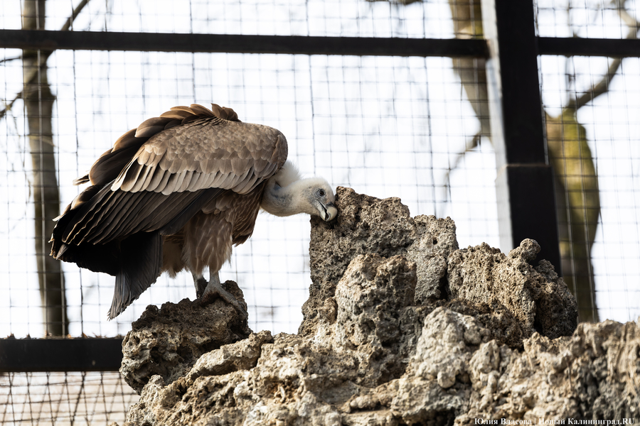 И пух, и перья: как в Калининградском зоопарке отметили День птиц (фото)