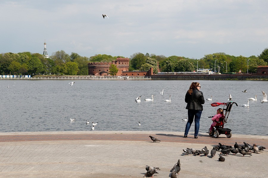 Из калининградских озер в пятницу вытащили трупы еще двух лебедей 