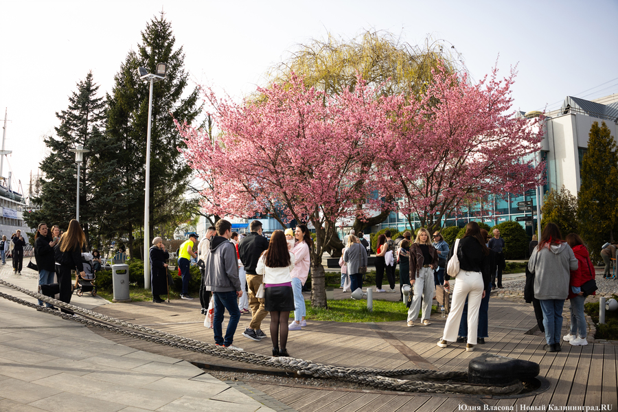 Розовое облако: в Калининграде расцвела сакура (фото)