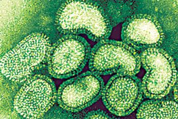 В калининградской школе подозревают 9 случаев гриппа А(H1N1)