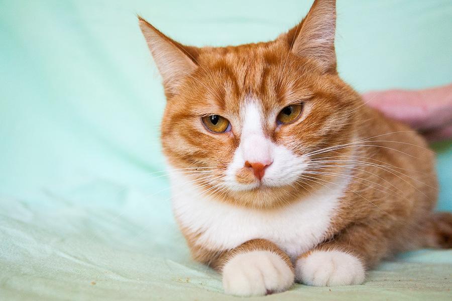 Хозяйка домашнего приюта в Светлогорске: «Мои животные не воют, не лают»