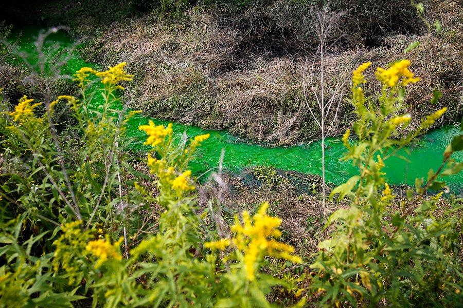 Страшный сон Тортиллы: почему вода в Ялтинском пруду стала ядовито-зеленой (фото)