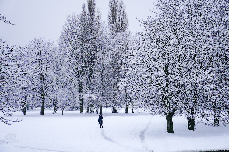За ночь Калининград замело снегом. Вот как выглядел город утром 13 января (фото)