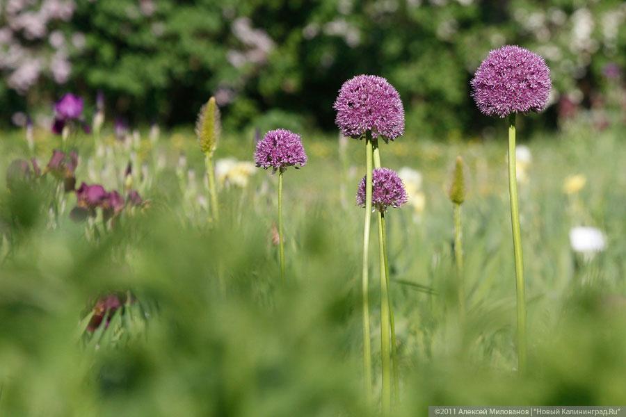 "Самая зеленая зона": фоторепортаж "Нового Калининграда.Ru"