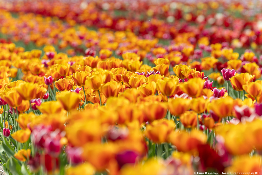 В Калинково открыли для посетителей тюльпановое поле (фото)