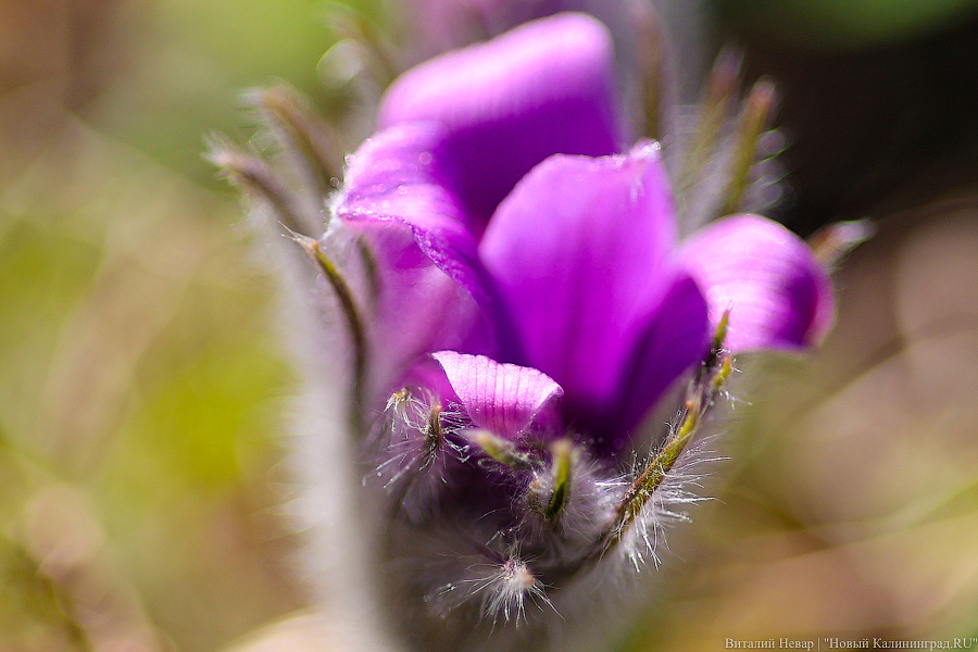 Тот, кто любит цветы: в Калининграде цветёт Ботанический сад (фото)