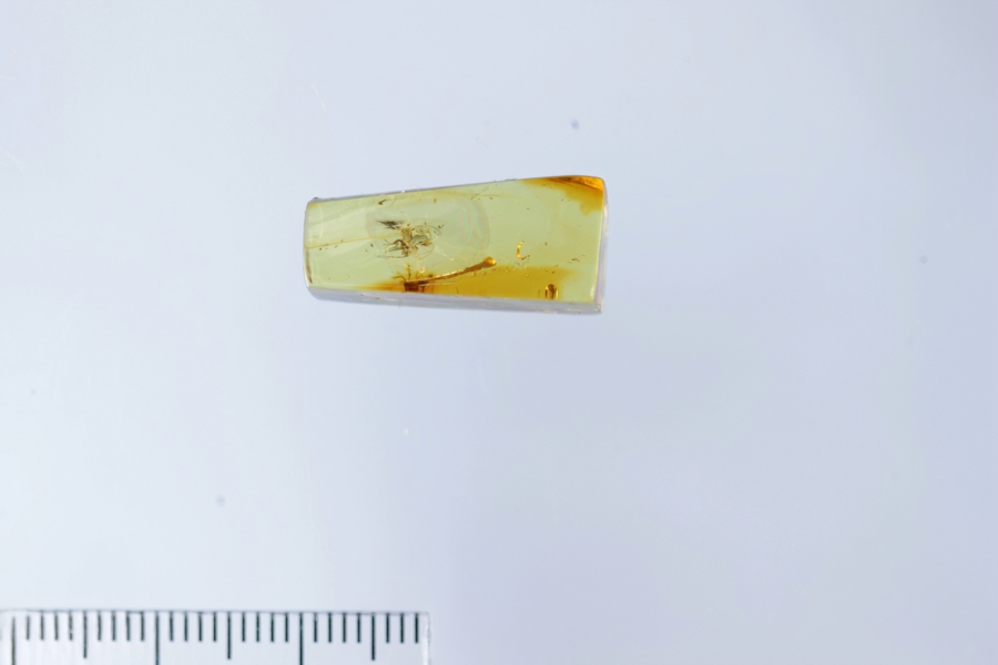 Найденный в янтаре новый вид насекомых назвали в честь Канта (фото)