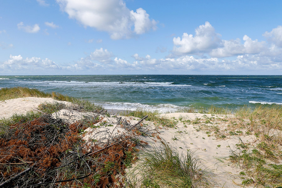 Тюлений «выпускной»: как животные из зоопарка обрели свободу на Балтике